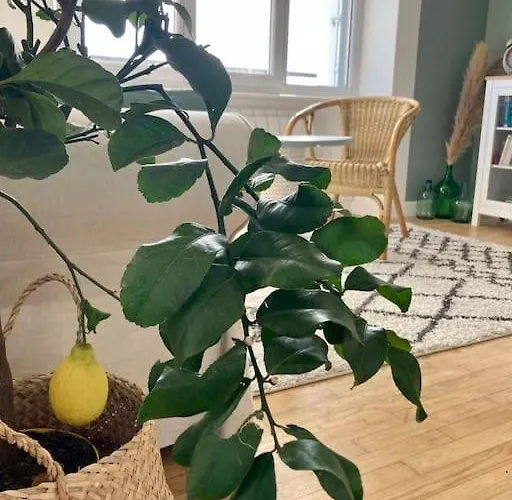 Le Citronnier