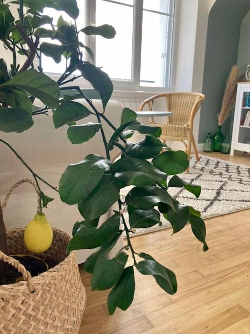 Apartment Le Citronnier Fouesnant